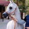 ahmedhmaissi8529