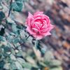 omaima_ag