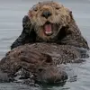 hairy_otter