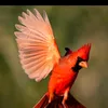 almahameed111
