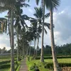 dolanmaniamantap