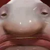 totti_frutti08