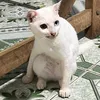 rincy_pnt