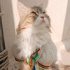 _cats_mash