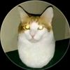 mrmeow.0