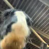 smartiethecob_x