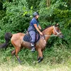 aure_horsecoach