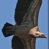 triompha3