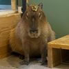 capybarasarepets