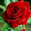 user610625681