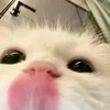 bbzle01