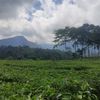 awanabeur