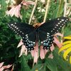 butterflyrose64