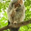 romydial