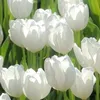 kskw387