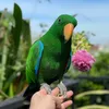 pet_q7