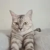 jennykucingku