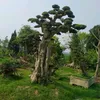kuzin36_b6