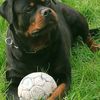 anagh711rottweiler