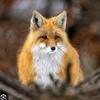 foxythefurryfox1