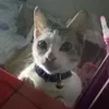 dyahmocha