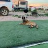 malinoisdad20