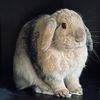 magenandbuns