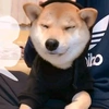 shiba.inu.fantajista