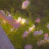 nidangyew_425
