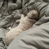 lamgidoo