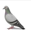 pigeon8625