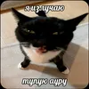 ._limix._
