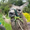 Pembrokeshire Llamas