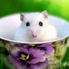 mountainmouse1
