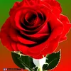 user2317744998740