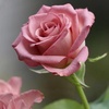 rose_1234_2