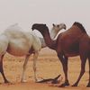 alsmali.511