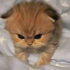 lolue_666
