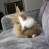 bolita_bunny_