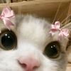 sus_2062