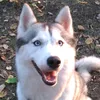 husky_nayda42