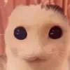 kitty_witty_boo_boo_bear