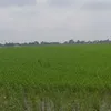 261090vangiong
