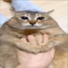 vũ thị cửng