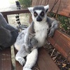 ringtailedlemurlover