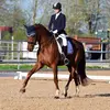 annika_.equestrian