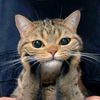 meowmeooww_
