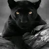 hassansall6