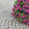 polishlife6