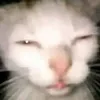 dergynt